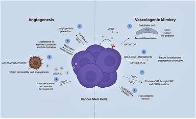 Cancer Stem Cells and Its Role in Angiogenesis and Vasculogenic Mimicry in Gastrointestinal Cancers